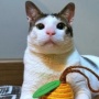 Gemas! Foto Kucing Bobby Kertanegara Dipajang di Sebelah Figura Prabowo Subianto