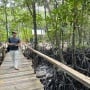Krisis Mangrove Indonesia: Hutan Bakau Terluas Dunia Dalam Ancaman?