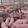 Kasus Pertama! Babi Terjangkit Virus Flu Burung di AS, Berpotensi Pandemi Baru?