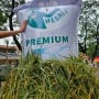 Bos Bapanas Jelaskan Beras Khusus yang Terkena PPN 12 Persen Tahun Depan