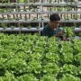 Link Pendaftaran Petani Milenial 2024 dan Syarat Daftarnya