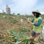 SGSP Dongkrak Pendapatan Petani Rembang, Kesejahteraan Masyarakat Meningkat