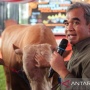 Ahmad Muzani Kerap Beli Sapi Lalu Dilelang hingga Tembus Ratusan Juta, Ternyata Ini Tujuannya