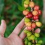 Insiden Bondowoso Uji Komitmen ESG PTPN I dalam Membangun Ekonomi Kopi Rakyat
