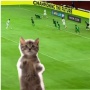 Gibran Bagikan Video Timnas dengan Kucing Joget, Netizen: Kirain Akun Meme