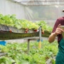 6 Fakta Petani Milenial Dapat Gaji Rp10 Juta