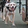 Sebelum Mobil Listrik, Ada Kendaraan Bertenaga Anjing! Sejarah Kelam Cynosphere yang Terlupakan