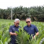 PTPN Inisiasi Program PSR Intercropping Padi Dukung Swasembada Pangan nasional