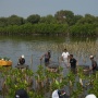 Jaga Pesisir Pantai Nusantara, Pertamina International Shipping Tanam 10 Ribu Mangrove