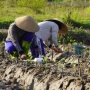 Petani Muda Jogja Membangun Generasi Peduli Pertanian Berkelanjutan