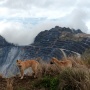 New Guinea Singing Dog Jadi Salah Satu Indikator Keberhasilan Ekologi di Grasberg PT Freeport Indonesia