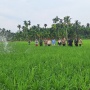 Produktivitas Padi dan Indeks Pertanaman di Desa Rokan Baru Pesisir Meningkat Berkat Optimalisasi Lahan