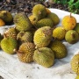 Musim Panen Tiba, Berburu Durian Legit di Desa Selat Batanghari Jambi