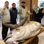 Fantastis, Ikan Tuna Berukuran Sepeda Motor Terjual Rp 21 Miliar