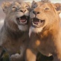 Mufasa: The Lion King Sukses Geser Capaian Sonic di Box Office Amerika