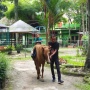 Seru, Naik Kuda Mini di Taman Rimba Zoo Kota Jambi