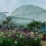 Batu Love Garden, Surganya Wisata Para Pencinta Bunga di Jawa Timur