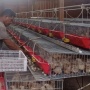 Peternak Ini Bisa Produksi 4.000 Telur Puyuh dan Kantongi Rp45 Juta Sebulan