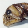 Mengapa Ikan Laut Dalam Terlihat seperti Alien?