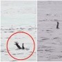 Buaya 'Akting' Mirip Orang Tenggelam Buat Cari Mangsa? Ilmuwan Ungkap Fakta Sebaliknya