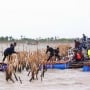 Pemerintah Resmi Bongkar Pagar Laut Misterius di Tangerang