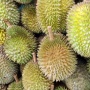 Ribuan Durian Dijarah Warga Usai Kendaraan Alami Kecelakaan, Netizen: Jahat Banget!