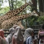 Ragunan Buka Malam? Satwa Bisa Stres! Ini Kata Pejabat TMR