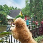 Rumah Guguk Bandung, Tempat Wisata Terbaik untuk Anjing Peliharaan Bermain