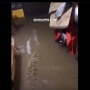 CEk FAKTA: Buaya Masuk Rumah saat Banjir di Bekasi