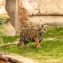 Gemas! Bakso Anak Harimau Sumatera Curi Perhatian di Disney Animal Kingdom Amerika