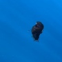 Hidup di Kegelapan Laut Dalam, Ikan Anglerfish Mendadak Muncul ke Permukaan