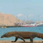 4 Daya Tarik Labuan Bajo yang Bikin Traveler Jatuh Cinta dan Ingin Balik Lagi