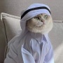 Download Gratis! Kumpulan PP Kucing Nuansa Ramadhan Islami, Super Menggemaskan!