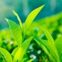 Industri Teh Indonesia: Produksi Meningkat, Konsumsi Terus Bertumbuh