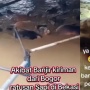 Tragedi Banjir Bekasi: 55 Ekor Sapi Mati, Kerugian Mencapai Rp1,3 Miliar