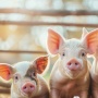 3 Anak Babi Dicuri dari Ruang Pameran Seni yang Seharusnya Membuat Mereka Mati Kelaparan