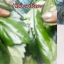 Viral di TikTok! Masker Daun Kembang Sepatu dan Aloe Vera untuk Rambut Bebas Rontok