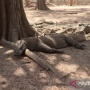 Populasi Komodo Kian Terancam, Pemerintah Didesak Buat Aturan Baru Perlindungan Habitat