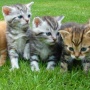 5 Fakta Viral Puluhan Kepala Kucing di Pasar Sepanjang Sidoarjo, Benarkah Dibantai?