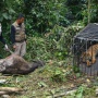 Kenapa Harimau Masuk ke Permukiman? Pakar Beri Penjelasannya