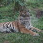 Populasi Harimau Sumatera Meningkat di Bengkulu, Tapi Masih Ada Ancaman Membayangi