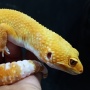 Tips Memelihara Gecko untuk Pemula, Bisa Jadi Ladang Cuan!