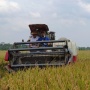 Cegah Petani Jual Padi ke Tengkulak, Bulog Gercep Serap Gabah di Solo Raya