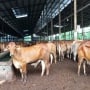 Jelang Perubahan Regulasi, BEEF Siapkan Langkah Impor Sapi Brasil