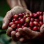 Keunggulan Kopi Indonesia Bikin Mesir Kepincut, Bakal Borong 5.000 Ton di 2025