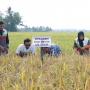 BUMN Ini Sukses Uji Coba Padi Biosalin 2