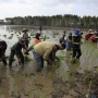 Tanam Perdana Cetak Sawah di Kapuas: Strategi Wujudkan Swasembada Pangan