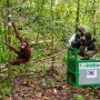 Lepasliarkan 6 Orang Utan di Kaltim, Menhut: Tantangan Lebih Serius Lestarikan Hutan