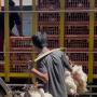 JAPFA Serap Ayam UMKM untuk Jaga Stabilitas Harga: Langkah Mendukung Peternakan Rakyat