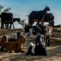 Lebih Afdol Kurban Kambing atau Sapi? Ini Panduan Lengkapnya Berdasarkan Fiqih
